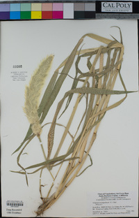 Polypogon monspeliensis image