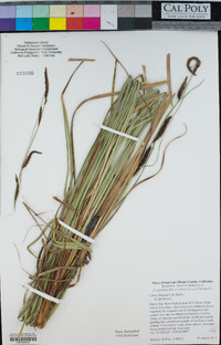 Carex obnupta image