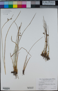 Juncus balticus image