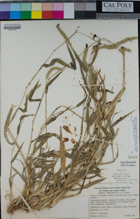 Setaria verticillata image