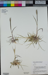 Setaria viridis image