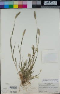 Setaria viridis image