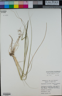 Sporobolus indicus image