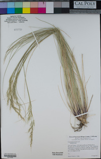 Stipa brachychaeta image