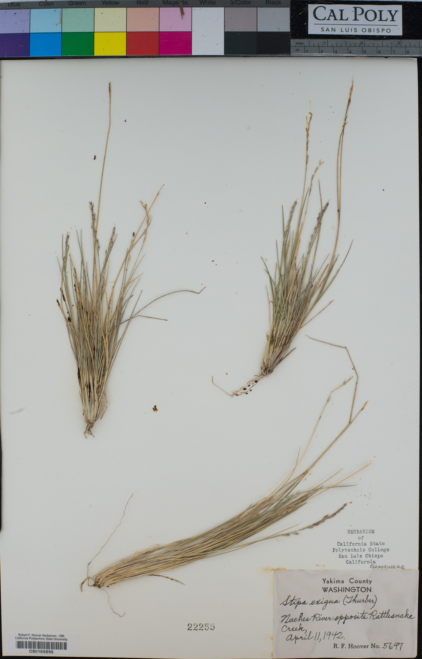 Stipa exigua image