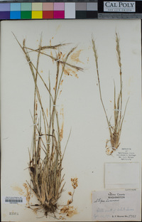 Eriocoma lemmonii image