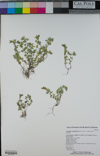 Acmispon wrangelianus image