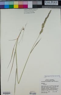 Agrostis exarata image