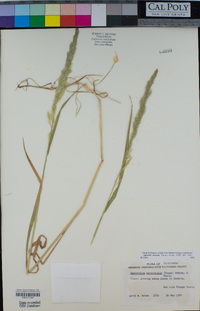 Agrostis exarata image