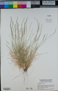 Agrostis hooveri image