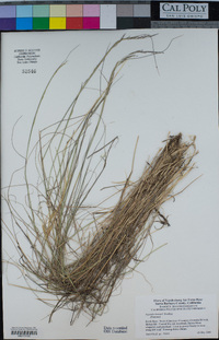 Agrostis hooveri image