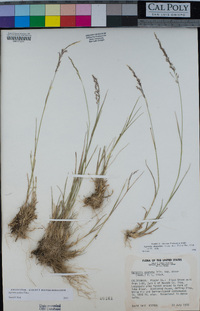 Agrostis pallens image