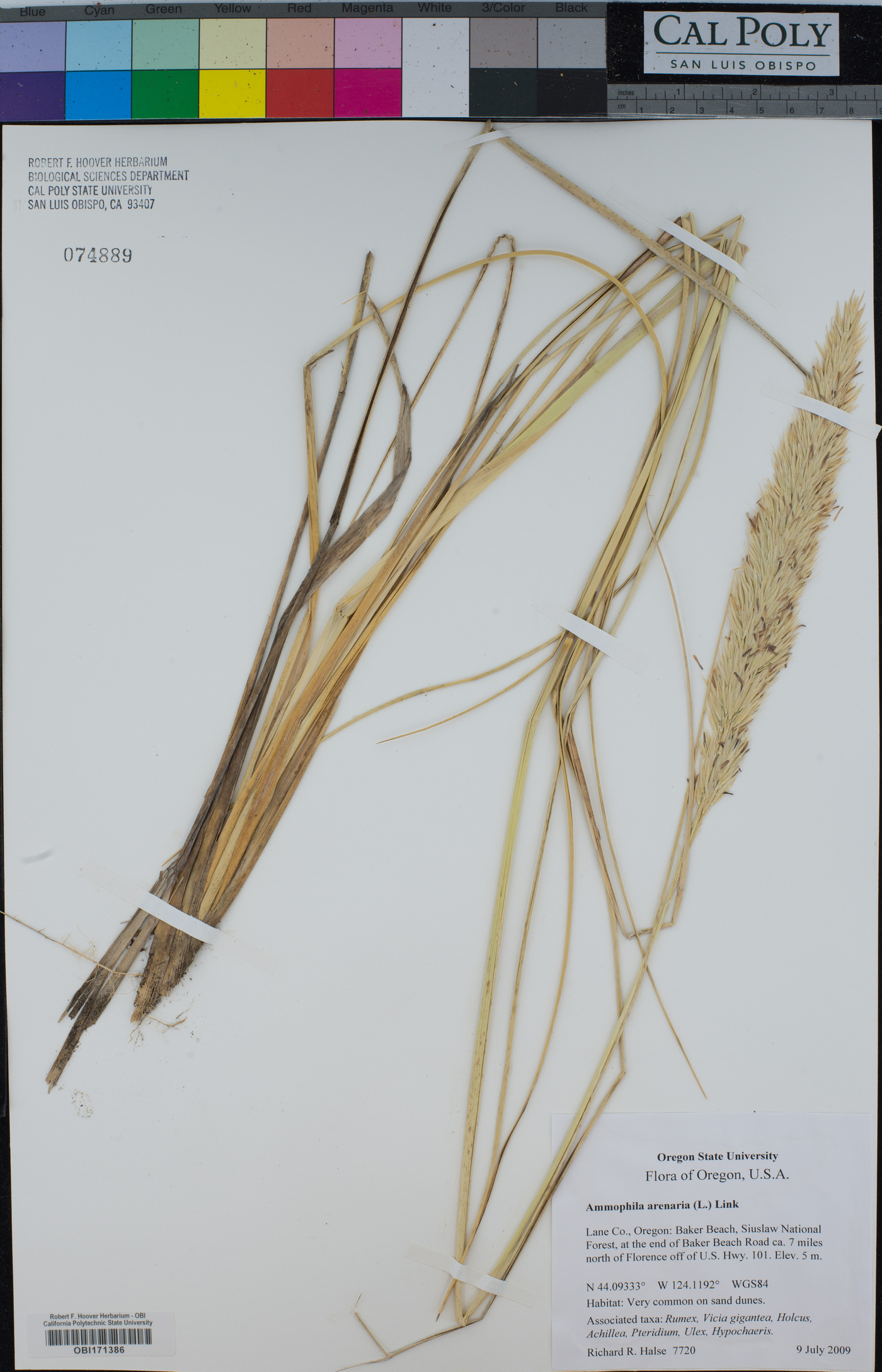 Ammophila arenaria subsp. arenaria image