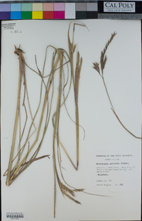 Andropogon gerardii image