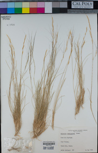 Aristida purpurea image