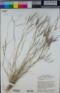 Aristida californica image