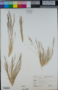 Aristida adscensionis image