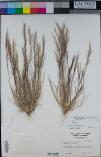 Aristida adscensionis image