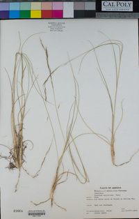 Aristida schiedeana image