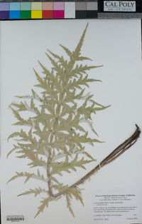 Cynara cardunculus subsp. cardunculus image