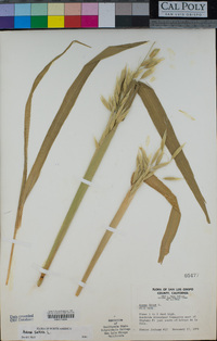 Avena fatua image