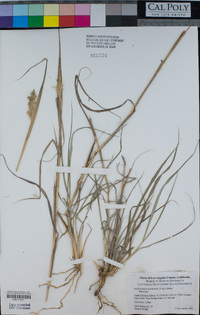 Bothriochloa barbinodis image