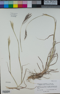 Bothriochloa ischaemum image