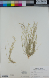 Bouteloua aristidoides image