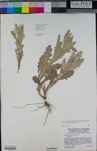 Senecio glomeratus image