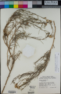 Senecio flaccidus image