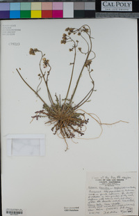 Senecio flaccidus image