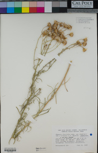 Senecio flaccidus var. douglasii image