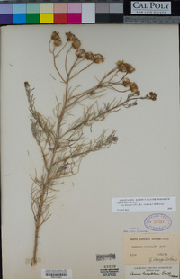 Senecio flaccidus var. douglasii image