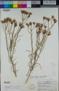 Senecio flaccidus var. douglasii image