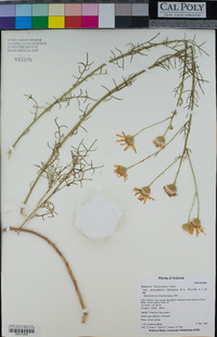 Senecio flaccidus var. monoensis image