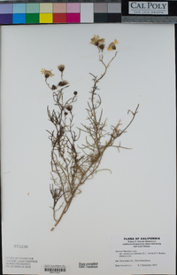 Senecio flaccidus var. monoensis image