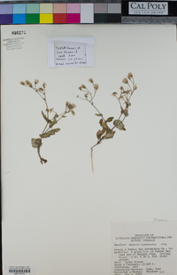 Senecio mohavensis image