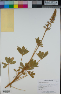 Lupinus ludovicianus image