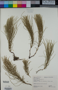 Equisetum arvense image