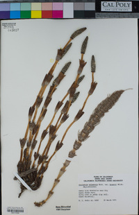 Equisetum telmateia image