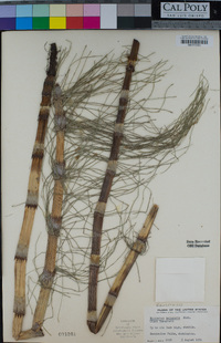 Equisetum telmateia image