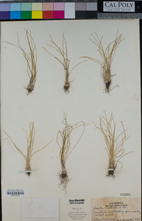 Isoetes nuttallii image