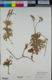 Lycopodium complanatum image