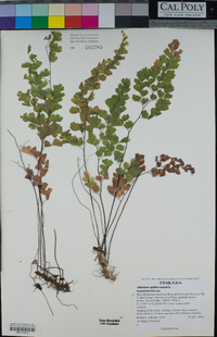 Adiantum capillus-veneris image