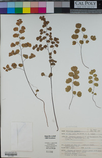 Adiantum jordanii image