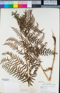 Athyrium alpestre image