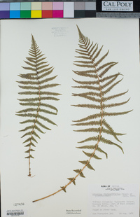 Athyrium distentifolium image