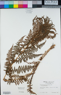 Athyrium distentifolium image