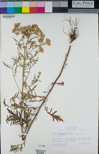 Senecio eremophilus var. macdougalii image