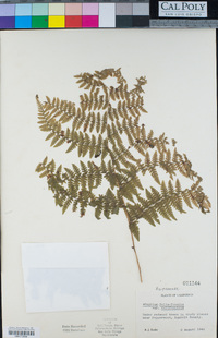 Athyrium filix-femina image